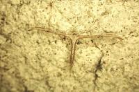 Emmelina monodactyla