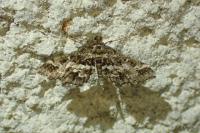 Diasemiopsis ramburialis