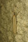 Crambus pascuella