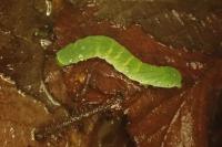 Phlogophora meticulosa