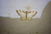 Lomaspilis marginata