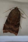 Noctua janthe / Noctua janthina