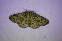 Cleorodes lichenaria