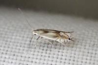 Phyllocnistis unipunctella