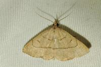 Paracolax tristalis