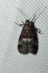 Acrobasis marmorea