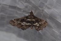 Diasemiopsis ramburialis