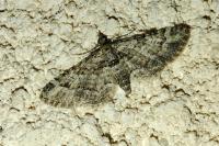 Gymnoscelis rufifasciata