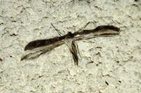 Emmelina monodactyla