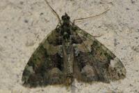 Chloroclysta siterata