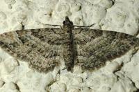 Gymnoscelis rufifasciata