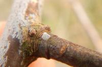 Allophyes oxyacanthae