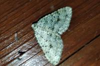 Colostygia multistrigaria