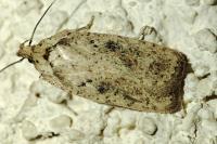 Agonopterix