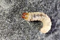 Trichophaga tapetzella