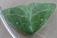 Thetidia smaragdaria