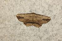 Menophra abruptaria abruptaria