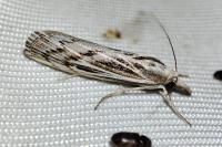 Pediasia fascelinella