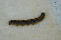 Malacosoma neustria