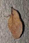 Gastropacha populifolia