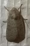 Hoplodrina blanda