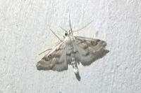 Parapoynx stratiotata