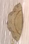 Cyclophora punctaria