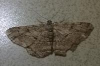Hypomecis roboraria