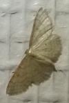 Idaea aversata