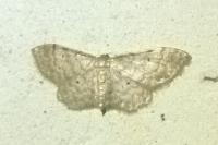 Idaea fuscovenosa