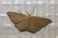 Idaea ochrata