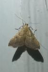 Endotricha flammealis