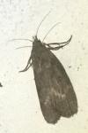 Lamoria anella