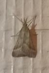 Synaphe punctalis