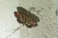 Pyrausta purpuralis
