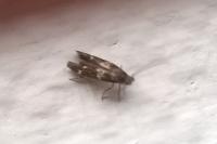 Mompha subbistrigella