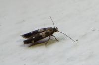Mompha subbistrigella
