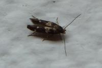 Mompha subbistrigella
