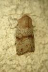 Orthosia incerta