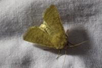 Hoplodrina blanda