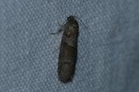 Tortricodes alternella