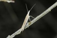 Ypsolopha mucronella