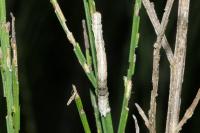 Perconia strigillaria