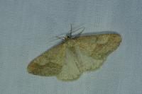 Phigaliohybernia marginaria