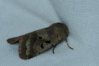 Orthosia gothica