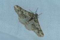 Agriopis leucophaearia