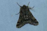 Apocheima hispidaria