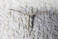 Emmelina monodactyla