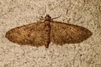 Eupithecia abbreviata