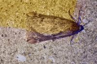 Alsophila aescularia